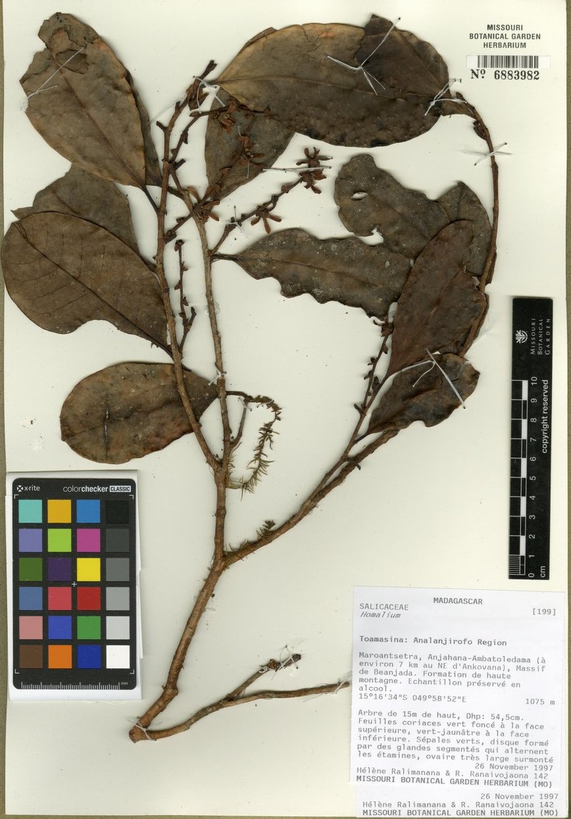 Homalium stelliferum subsp. andapense