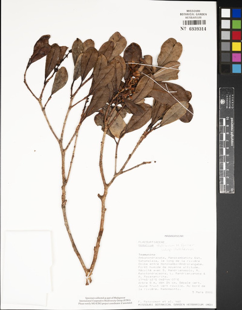 Homalium stelliferum subsp. stelliferum
