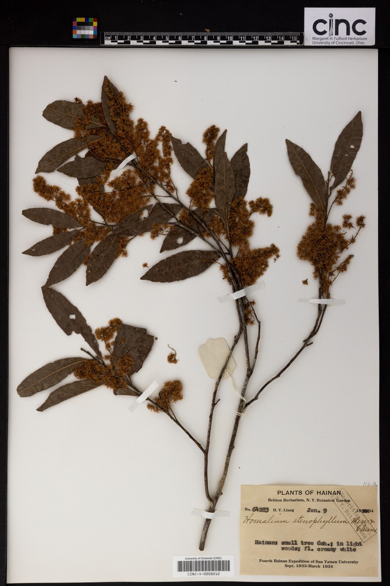 Homalium stenophyllum