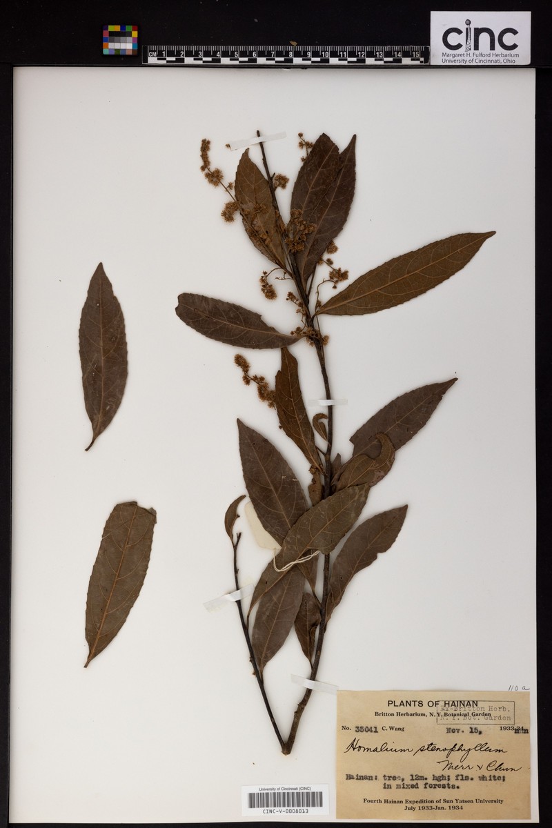 Homalium stenophyllum photo 2
