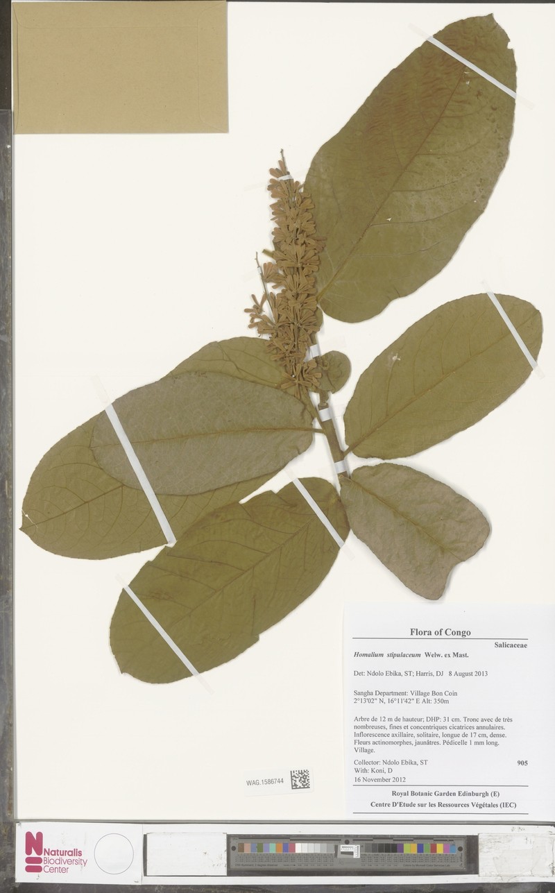 Homalium stipulaceum photo 2