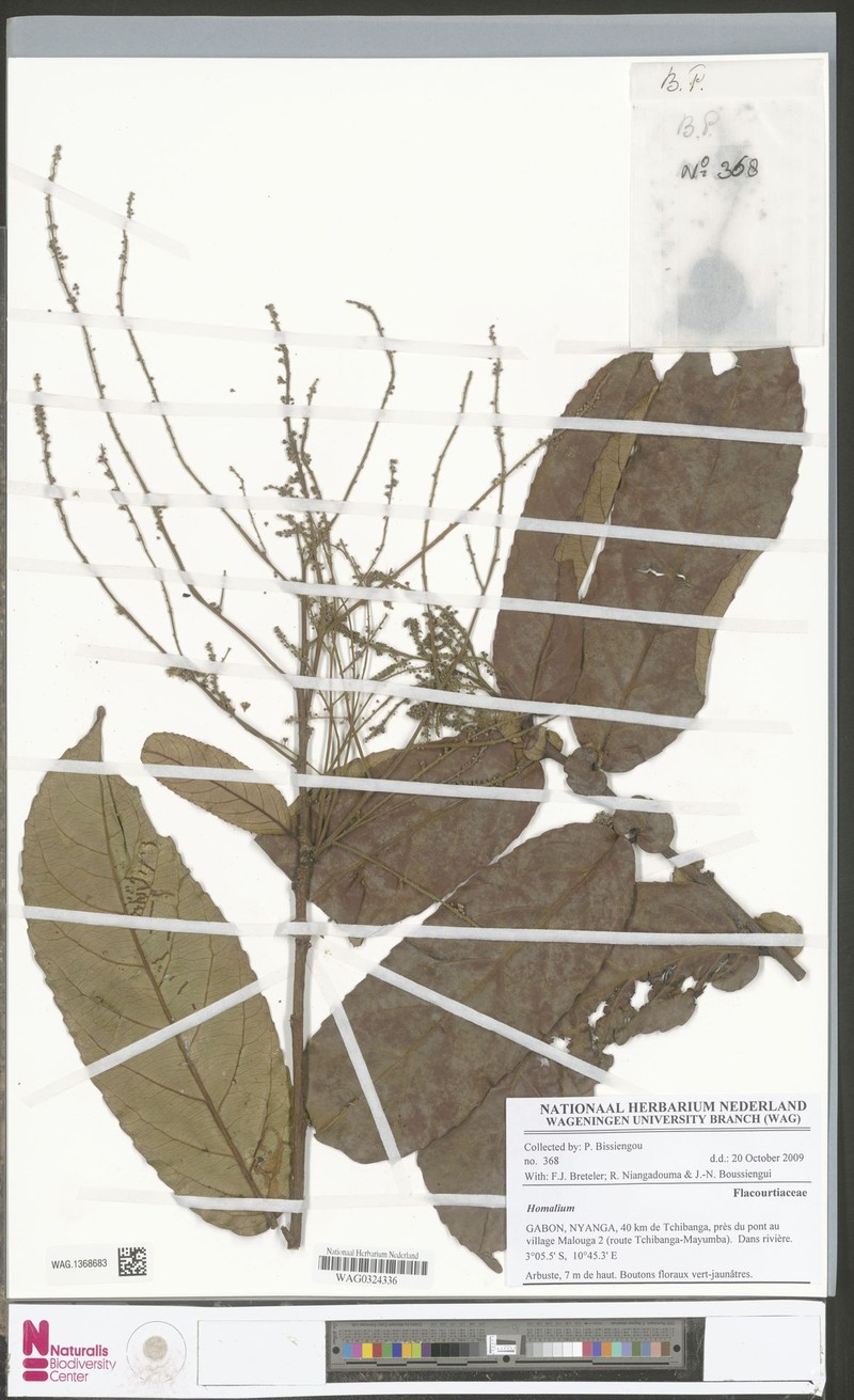 Homalium stipulaceum photo 3