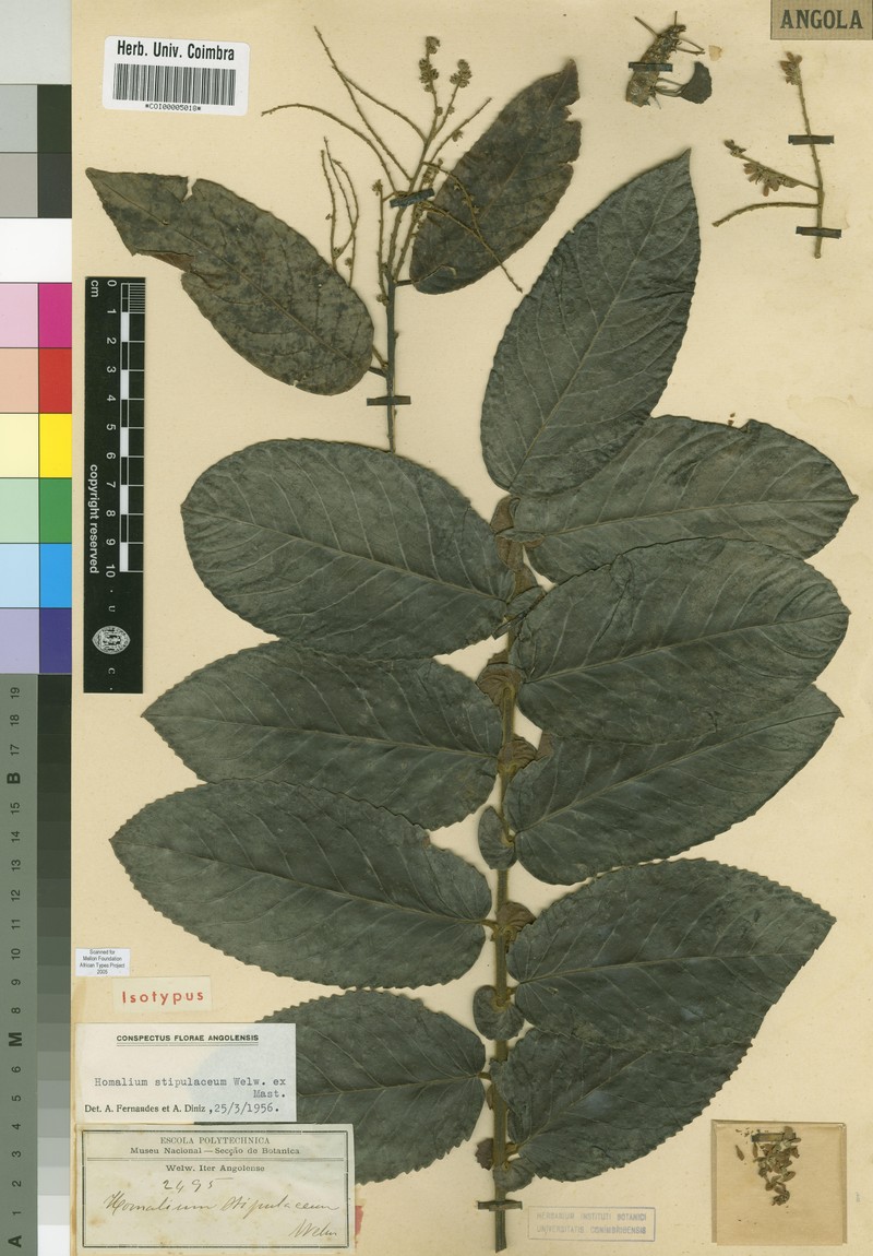 Homalium stipulaceum
