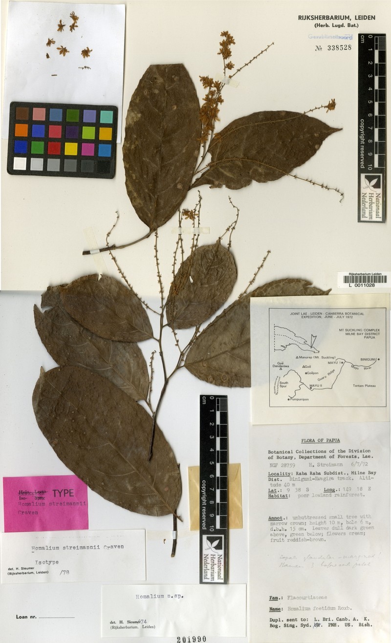 Homalium streimannii