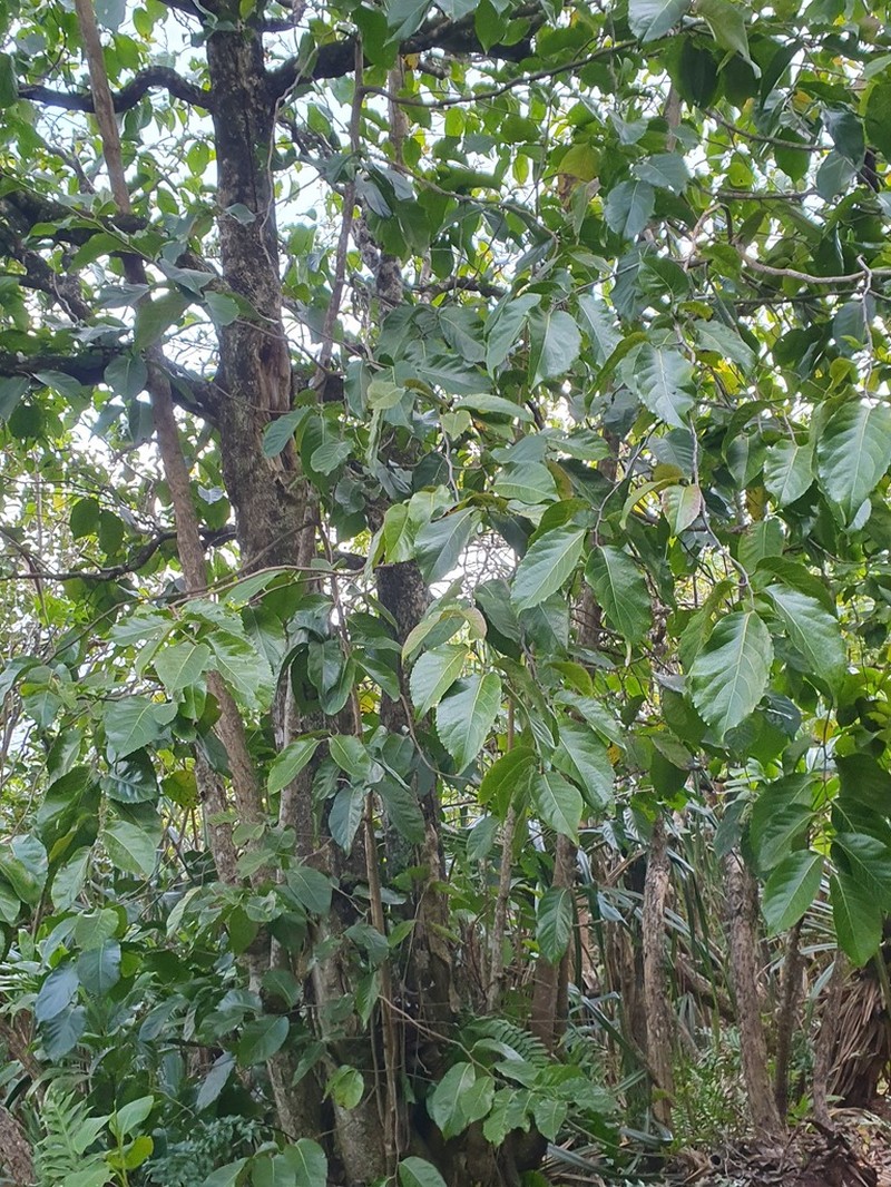 Homalium taypau