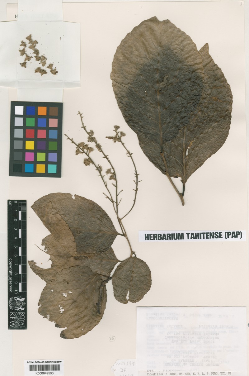 Homalium taypau photo 4