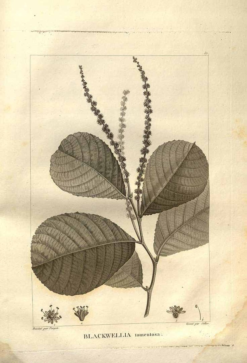 Homalium tomentosum