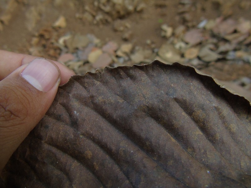 Homalium tomentosum photo 3
