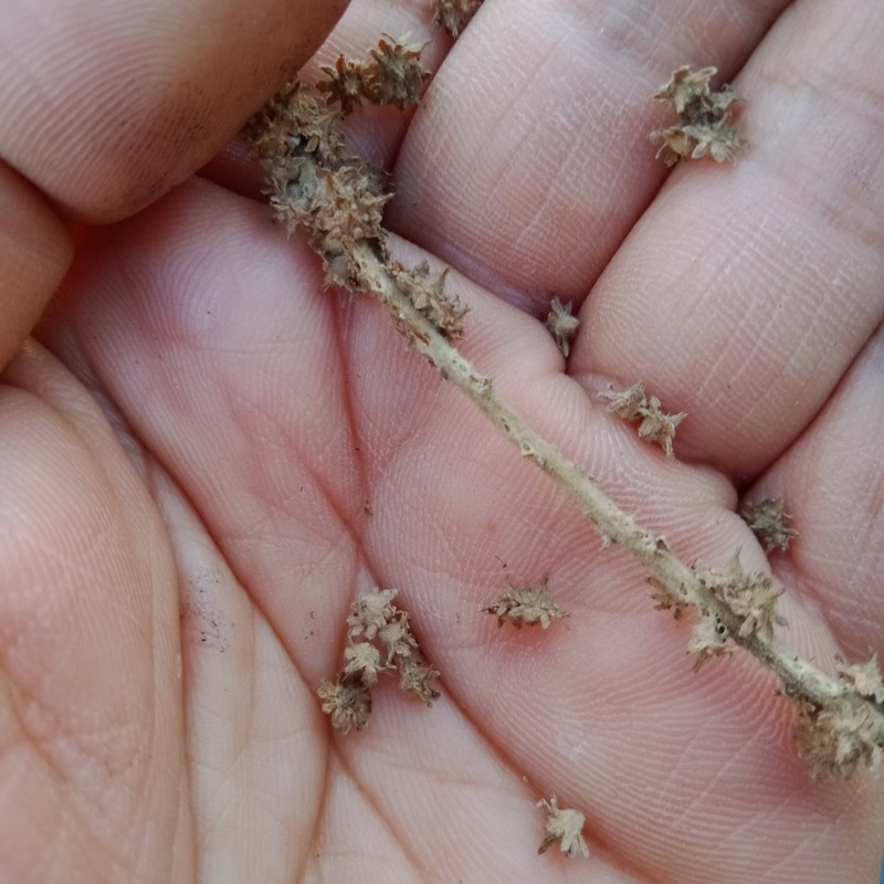 Homalium tomentosum photo 4