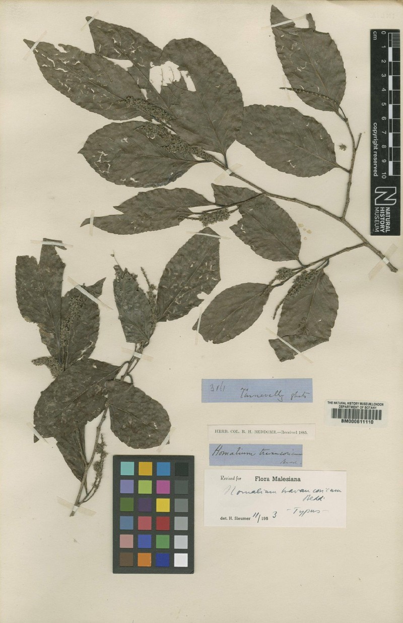 Homalium travancoricum