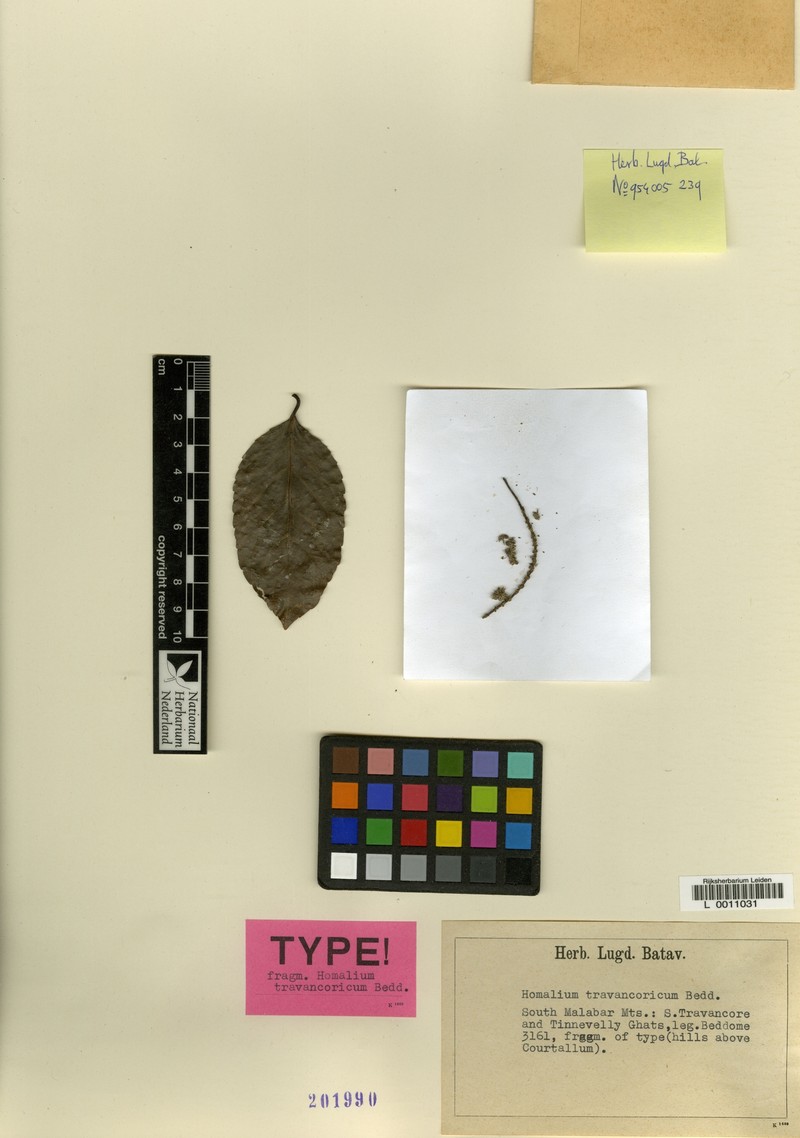 Homalium travancoricum photo 2