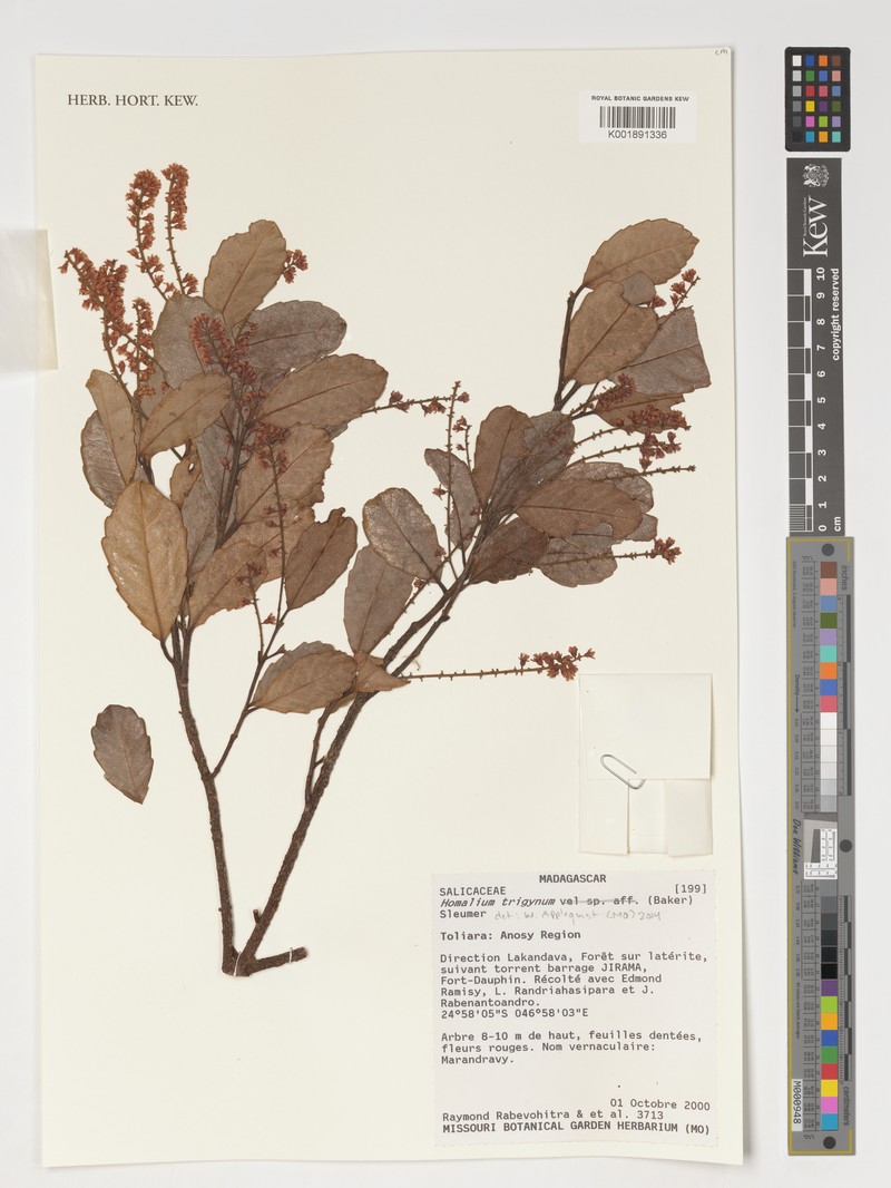 Homalium trigynum