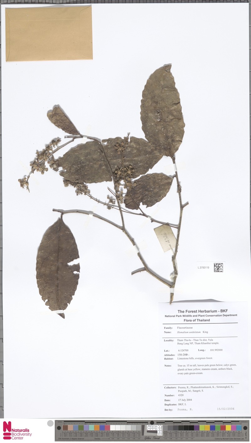 Homalium undulatum
