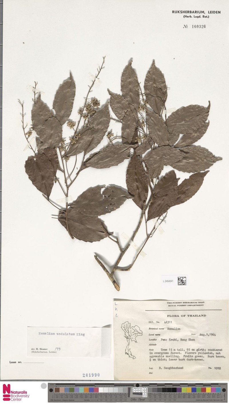 Homalium undulatum photo 2