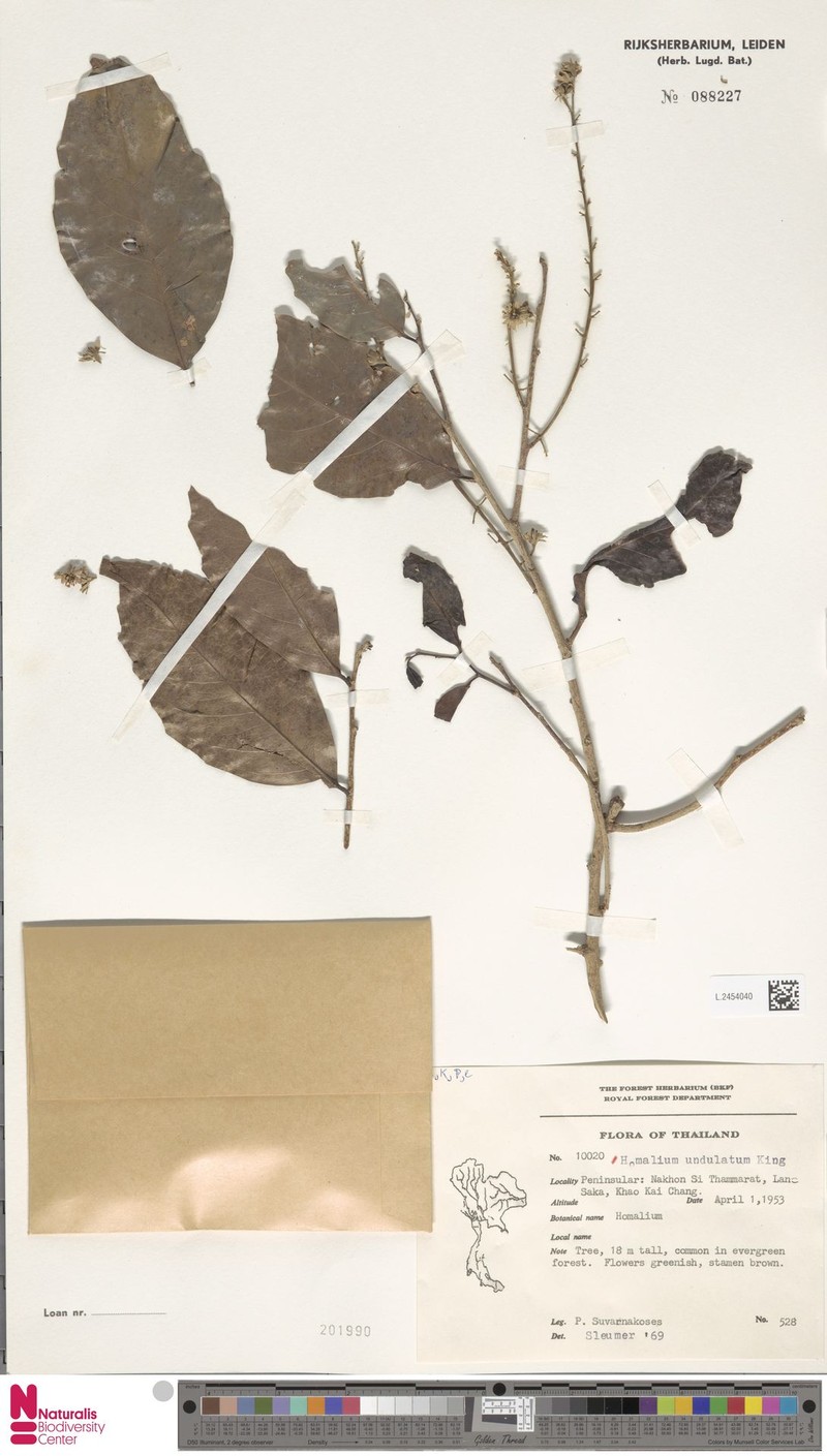 Homalium undulatum photo 3