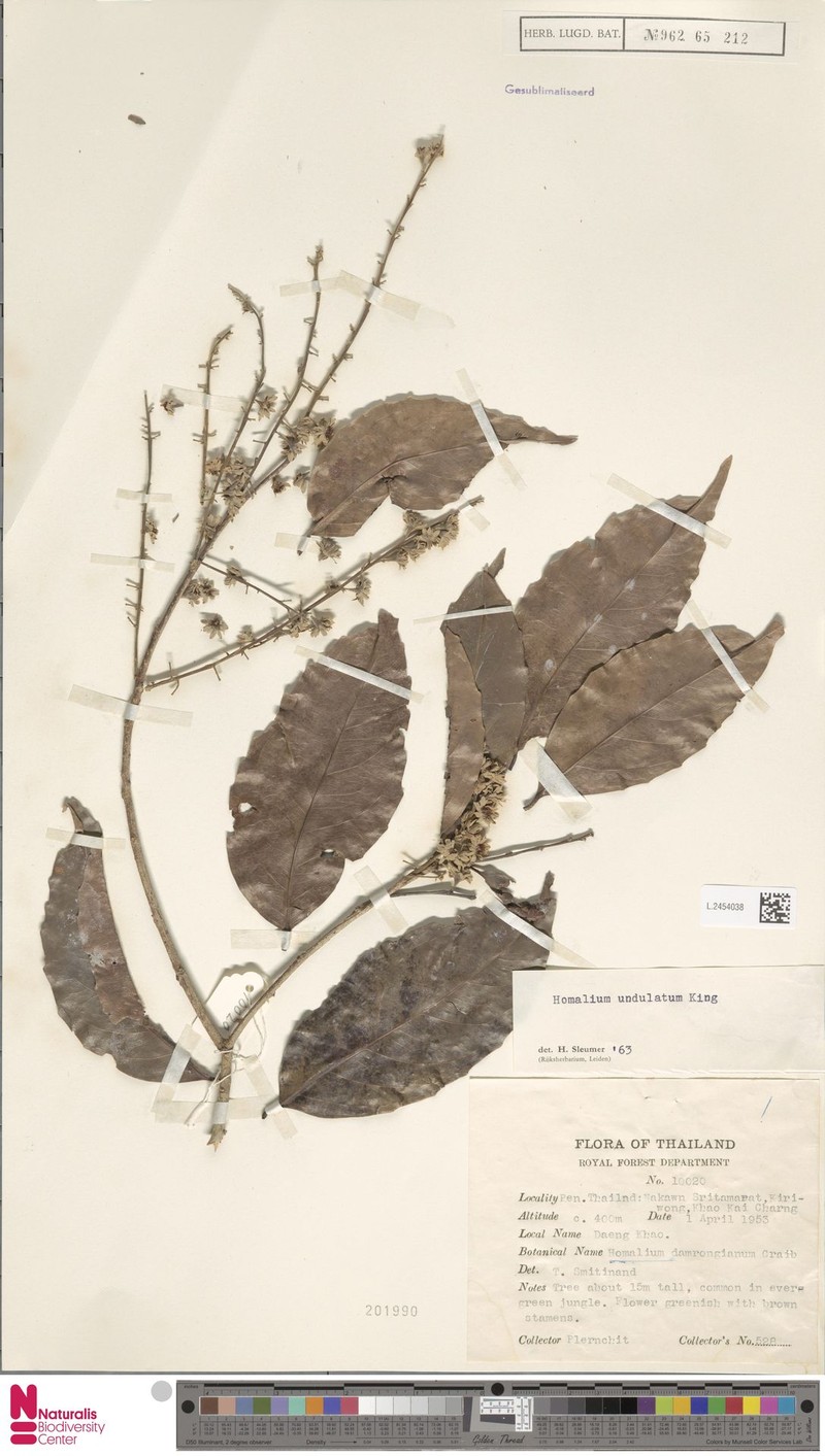 Homalium undulatum photo 4