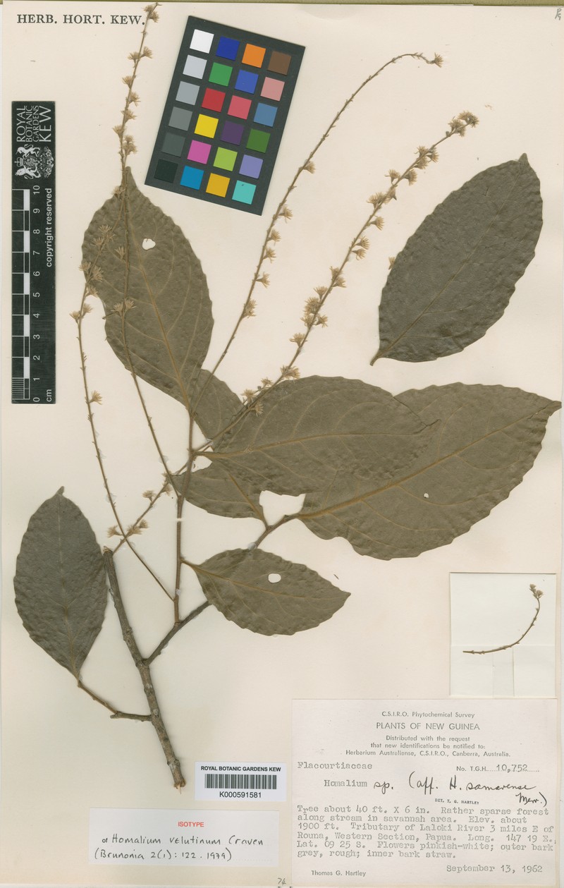 Homalium velutinum