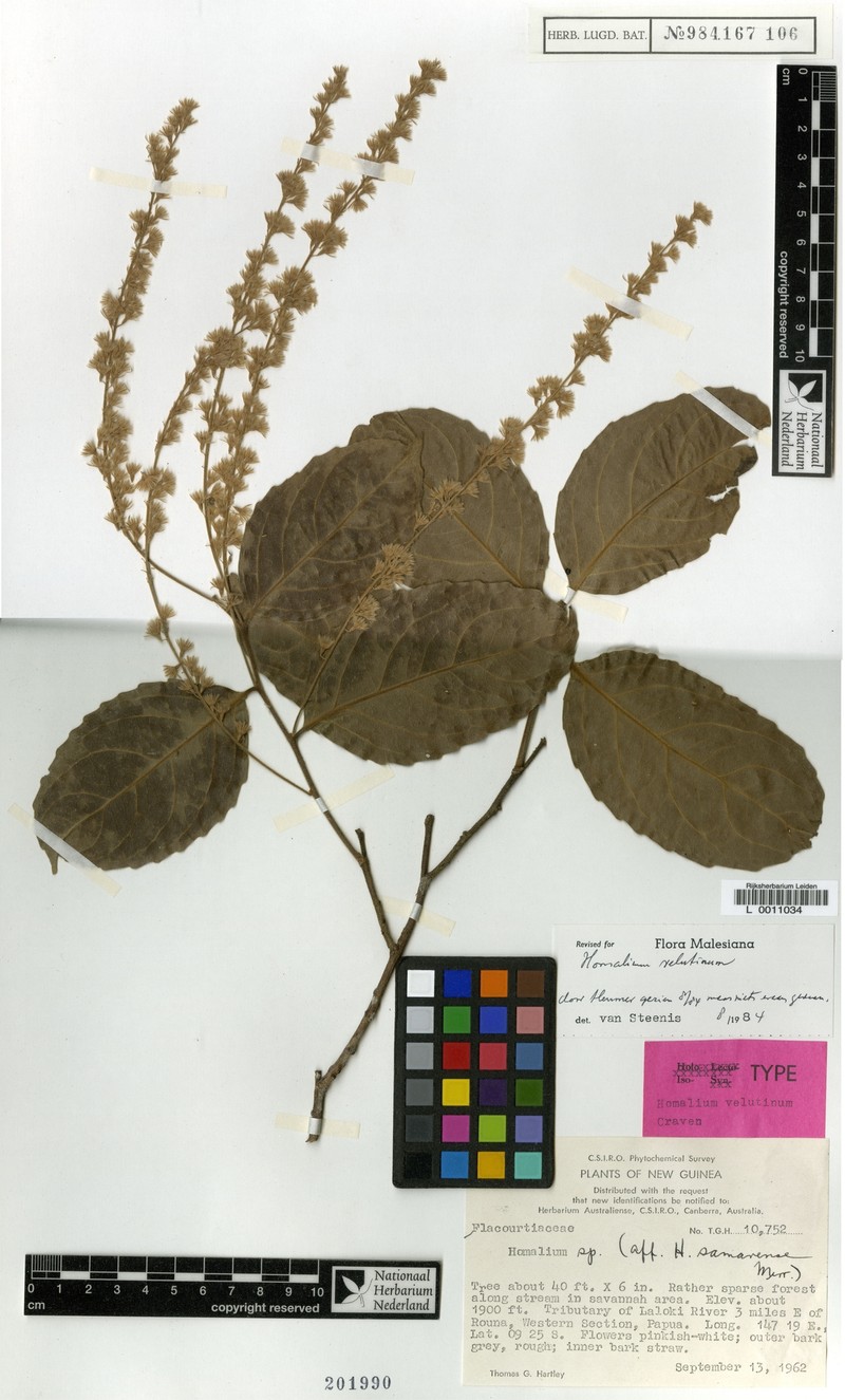 Homalium velutinum photo 2