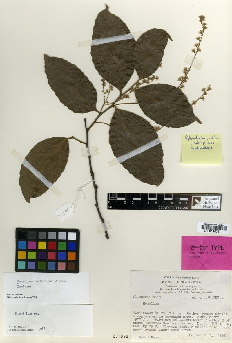 Homalium velutinum photo 3