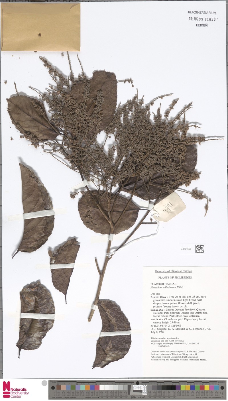 Homalium villarianum