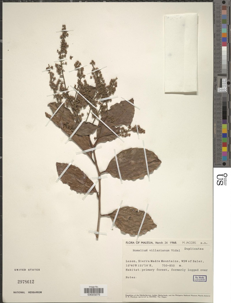 Homalium villarianum photo 2