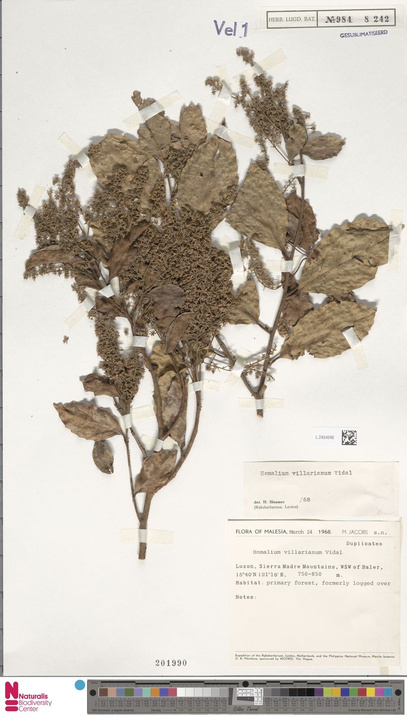 Homalium villarianum photo 3