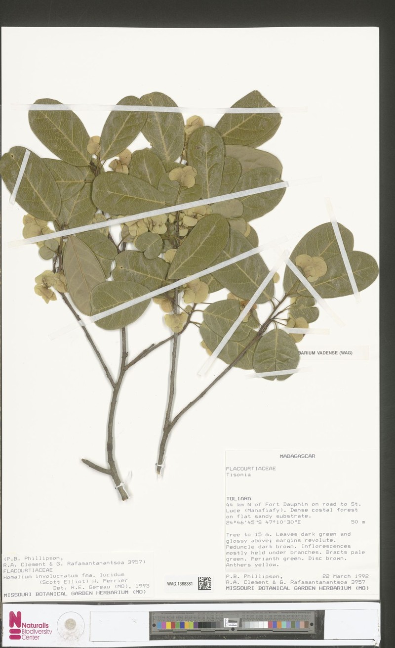 Homalium viride photo 2
