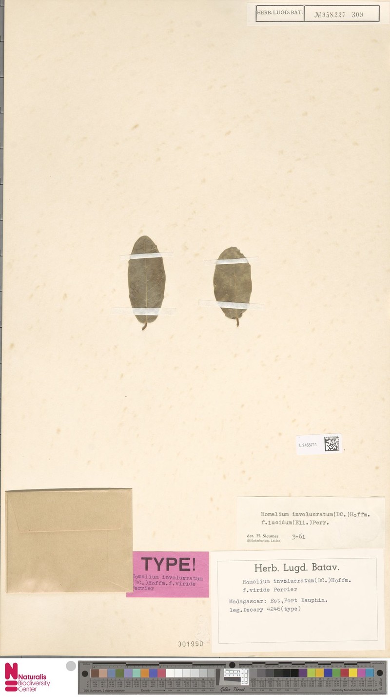 Homalium viride photo 3
