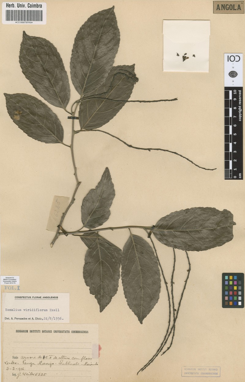 Homalium viridiflorum
