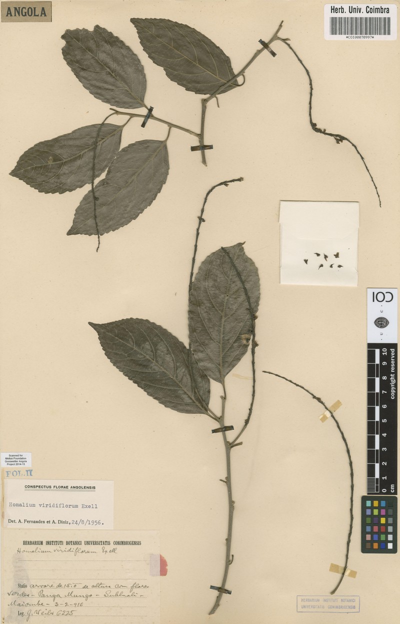 Homalium viridiflorum photo 2