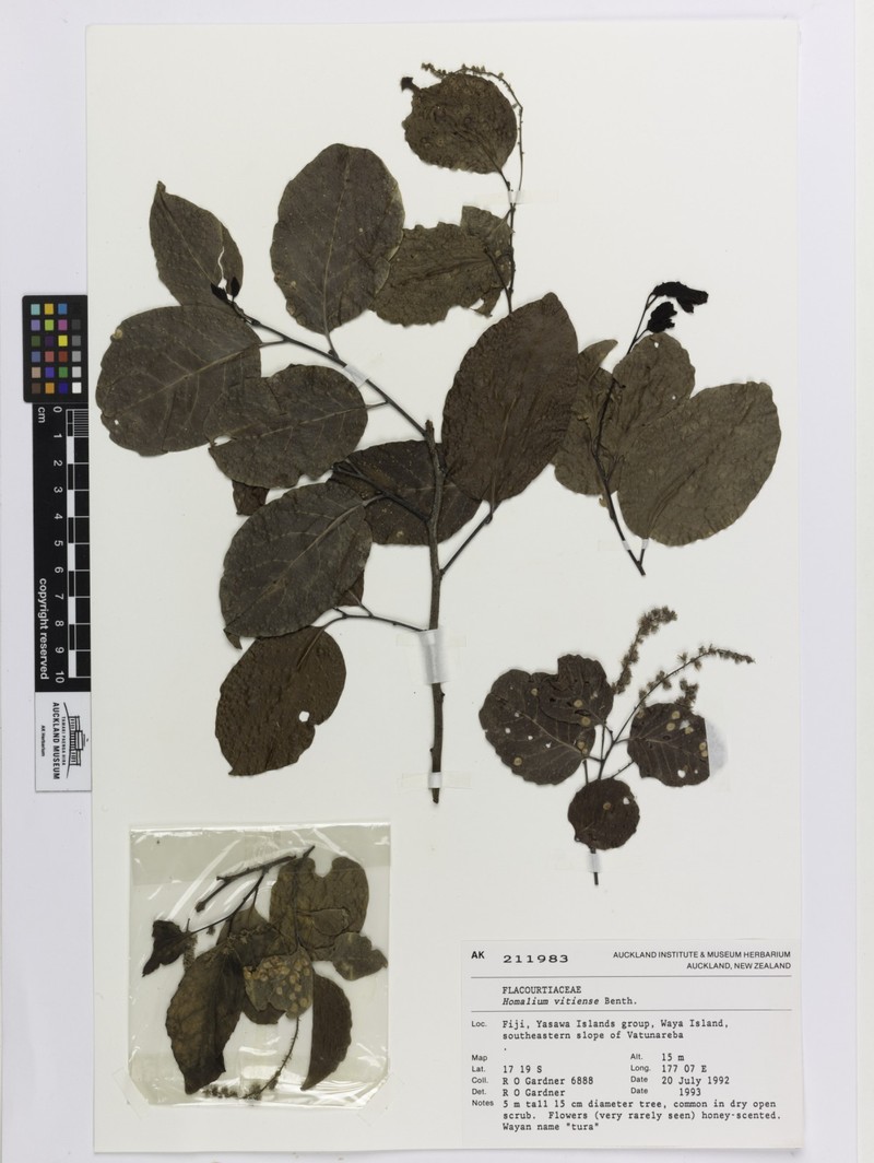Homalium vitiense