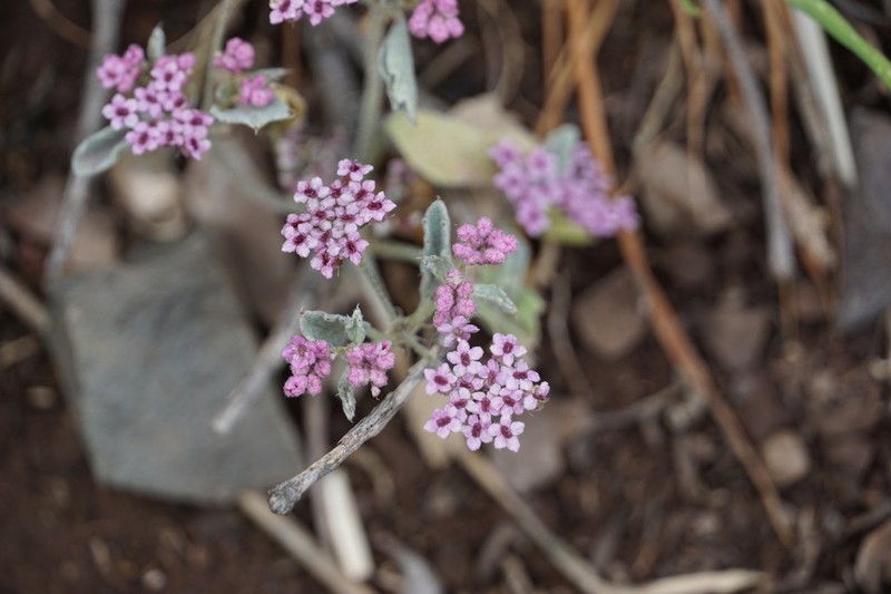 Homalocarpus bowlesioides