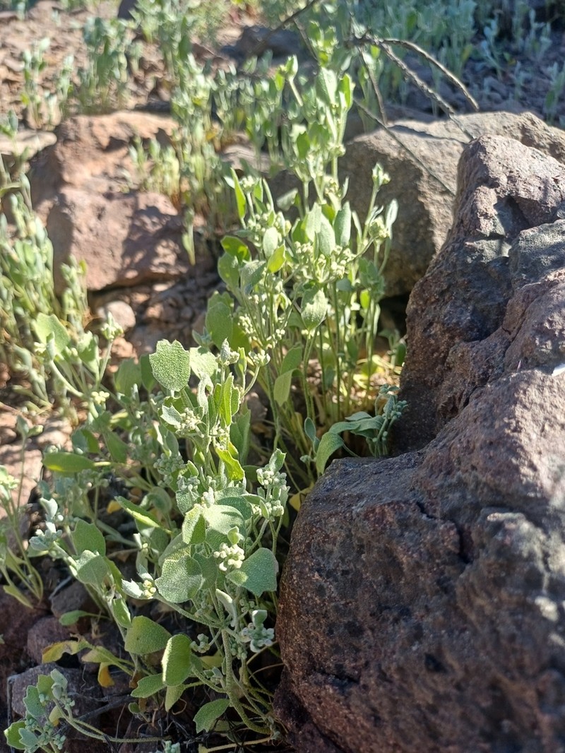 Homalocarpus bowlesioides photo 2