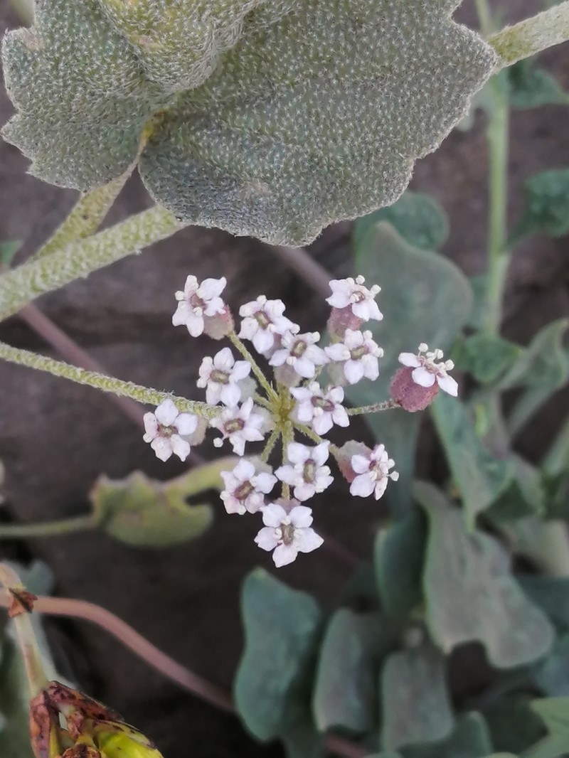Homalocarpus dichotomus