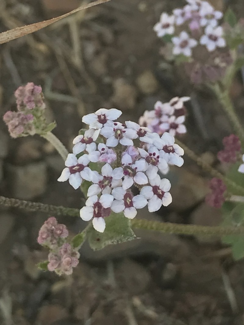 Homalocarpus dichotomus photo 2