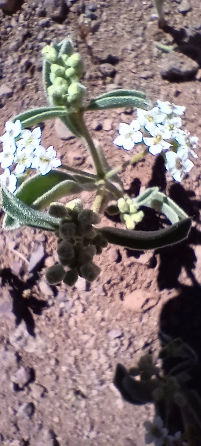 Homalocarpus dichotomus photo 4