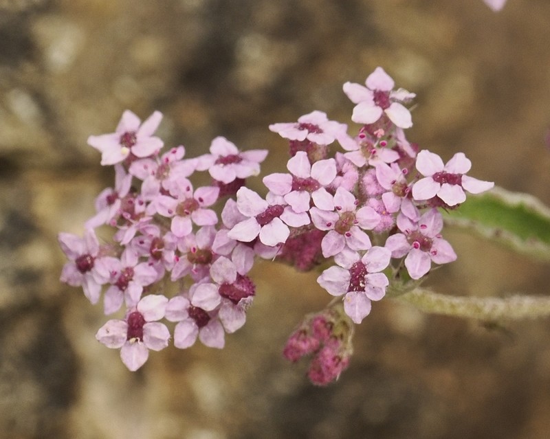 Homalocarpus dichotomus photo 5
