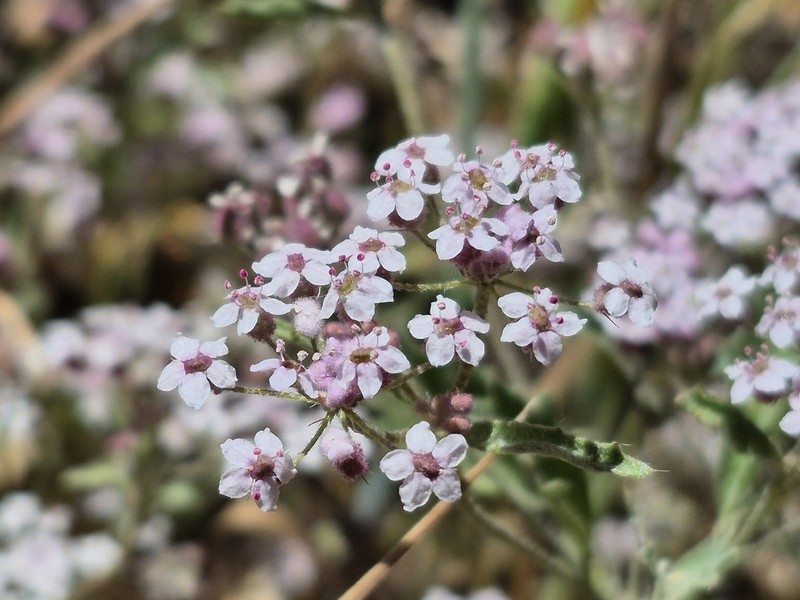 Homalocarpus dichotomus photo 8