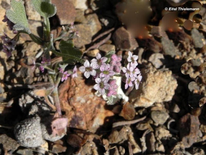 Homalocarpus digitatus