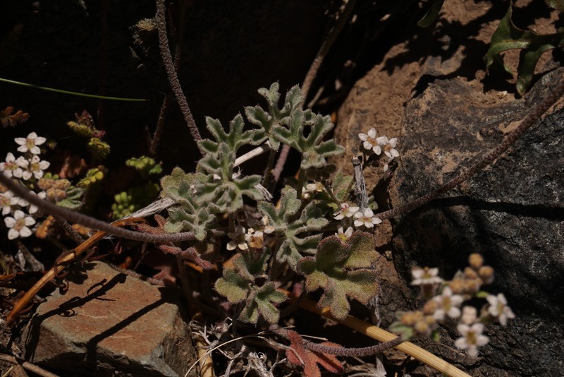 Homalocarpus dissectus photo 6
