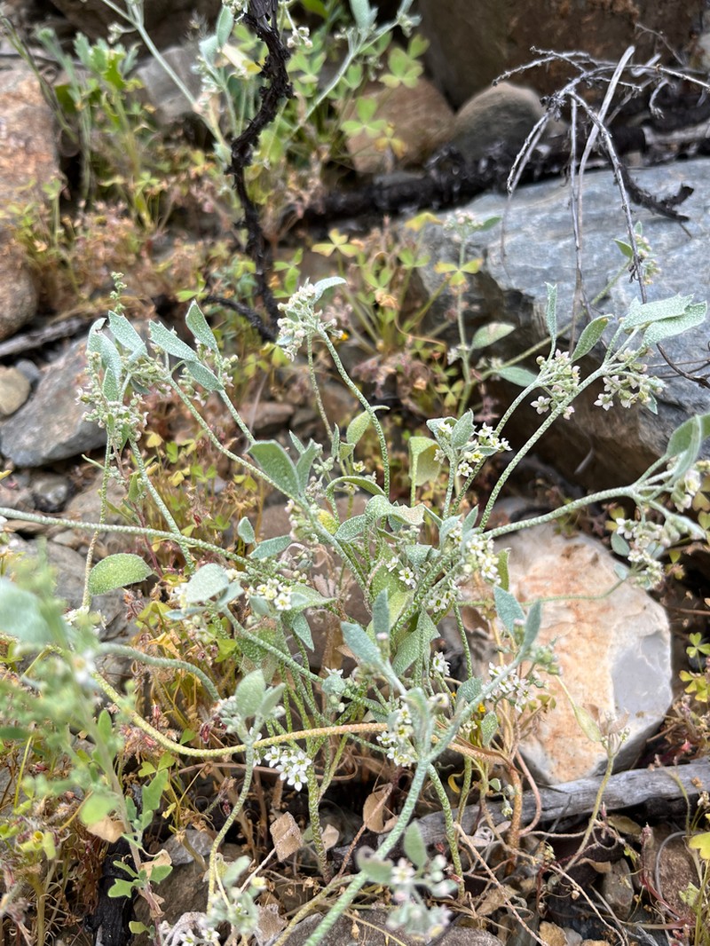 Homalocarpus integerrimus