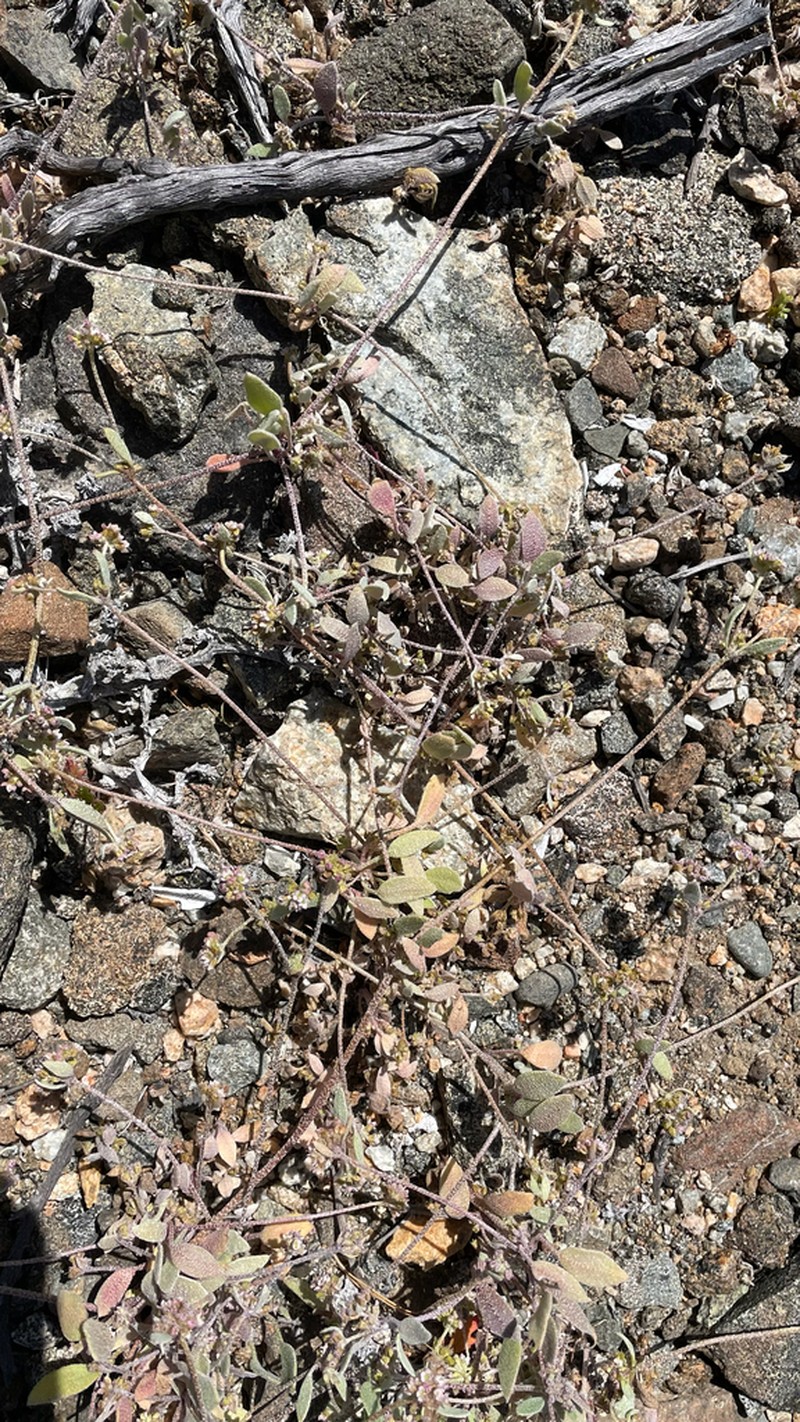 Homalocarpus integerrimus photo 2