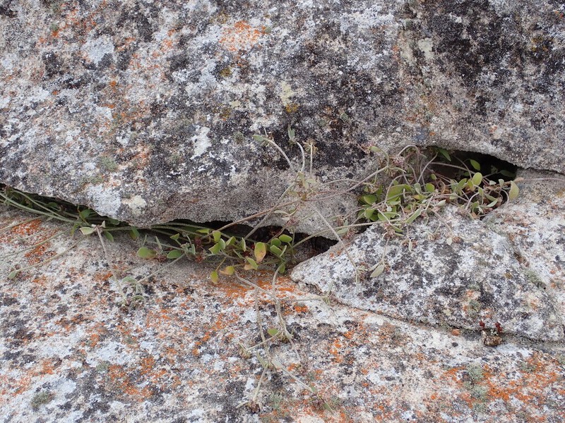 Homalocarpus integerrimus photo 3