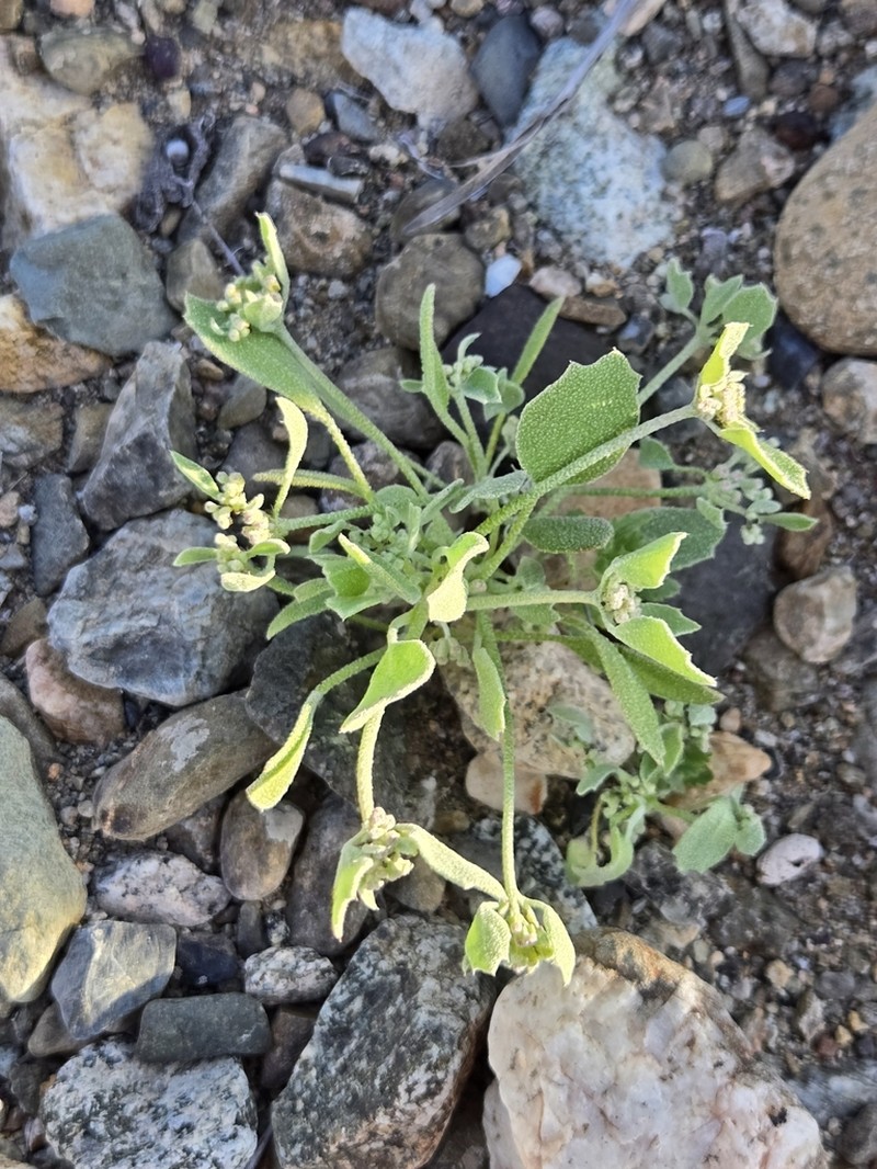 Homalocarpus integerrimus photo 4