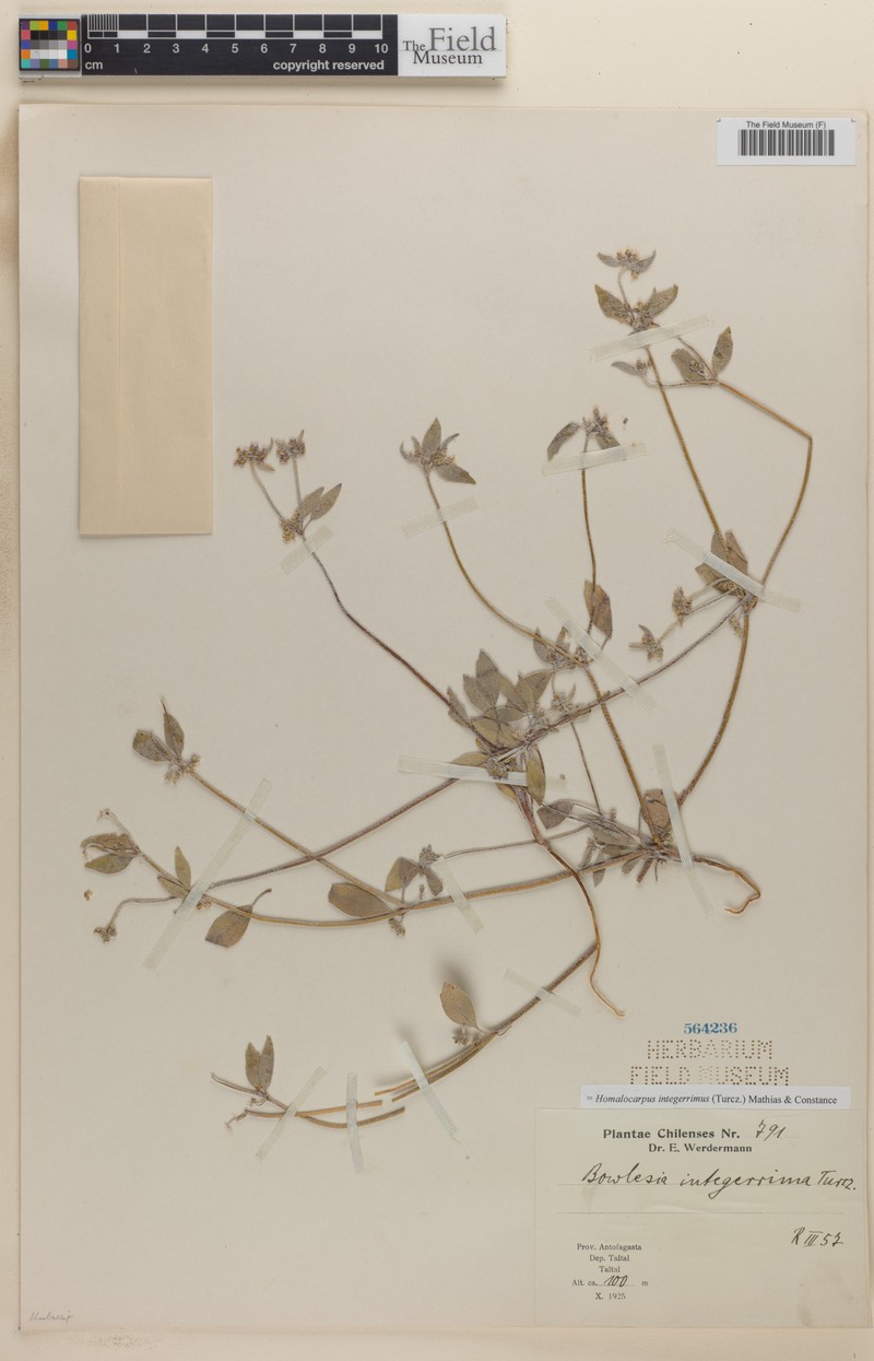 Homalocarpus integerrimus photo 6