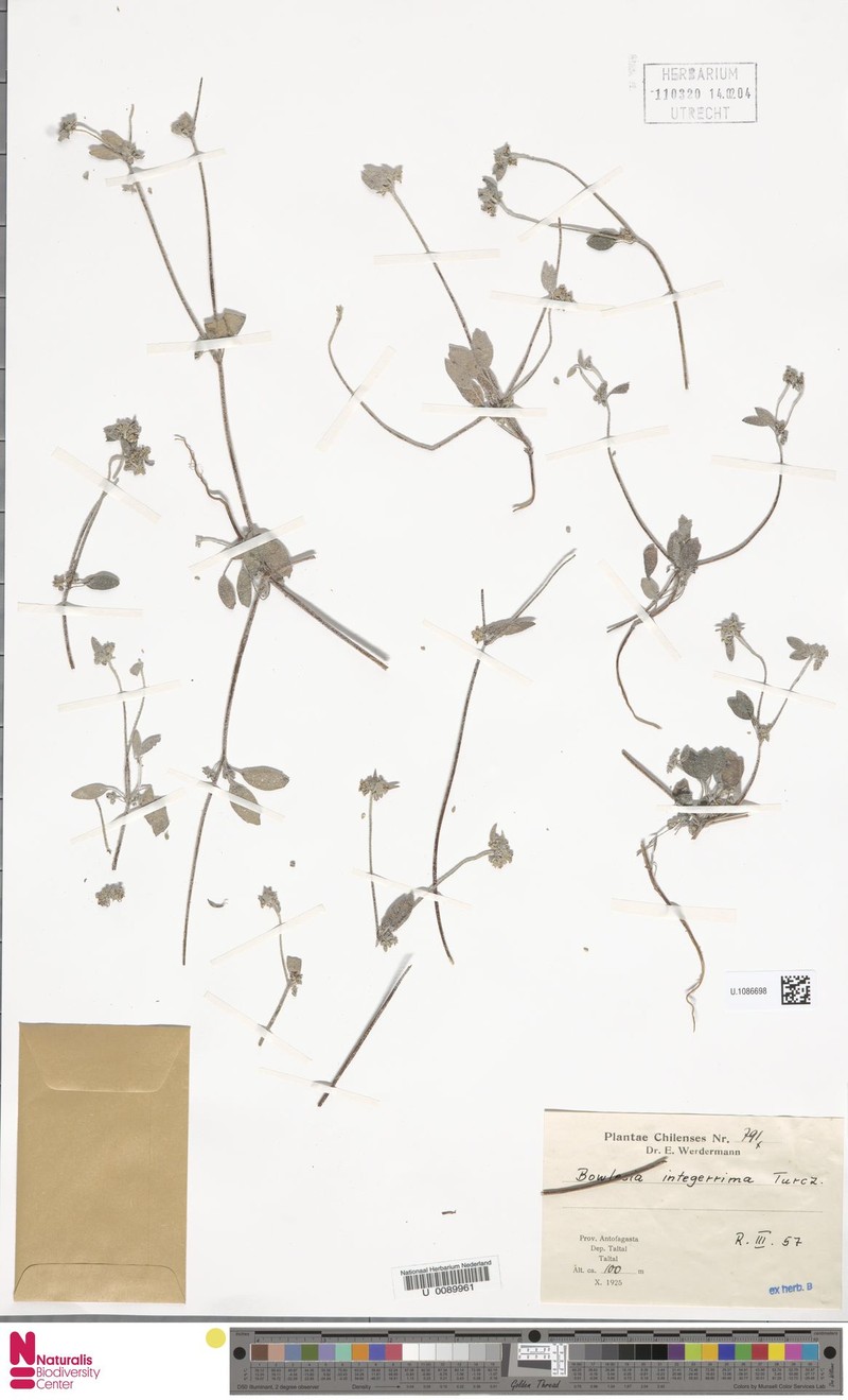 Homalocarpus integerrimus photo 7