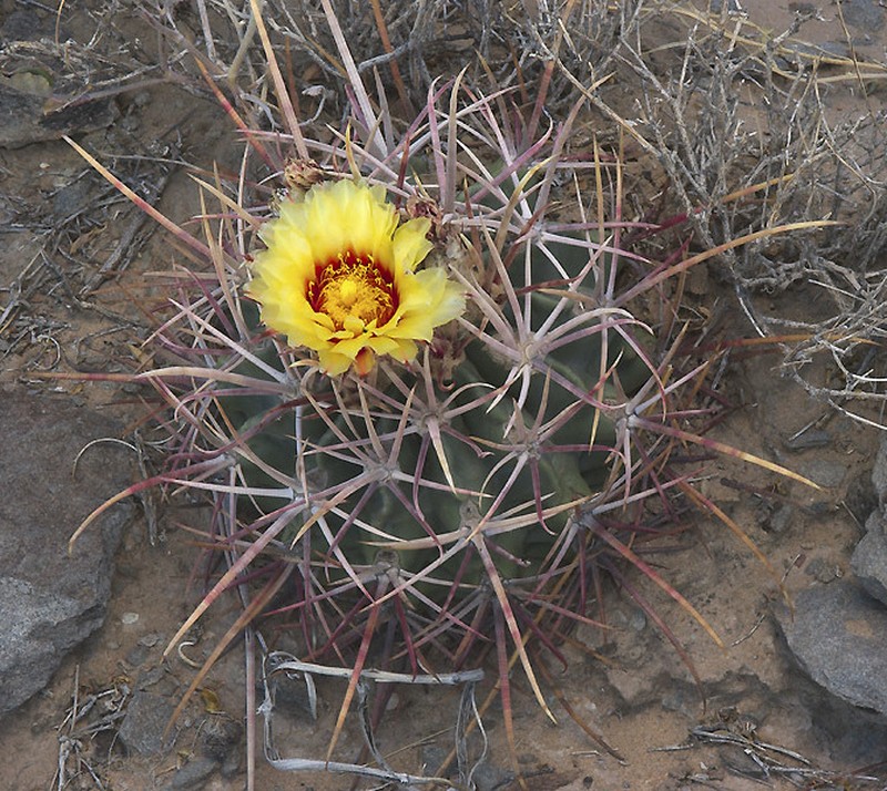 Homalocephala parryi