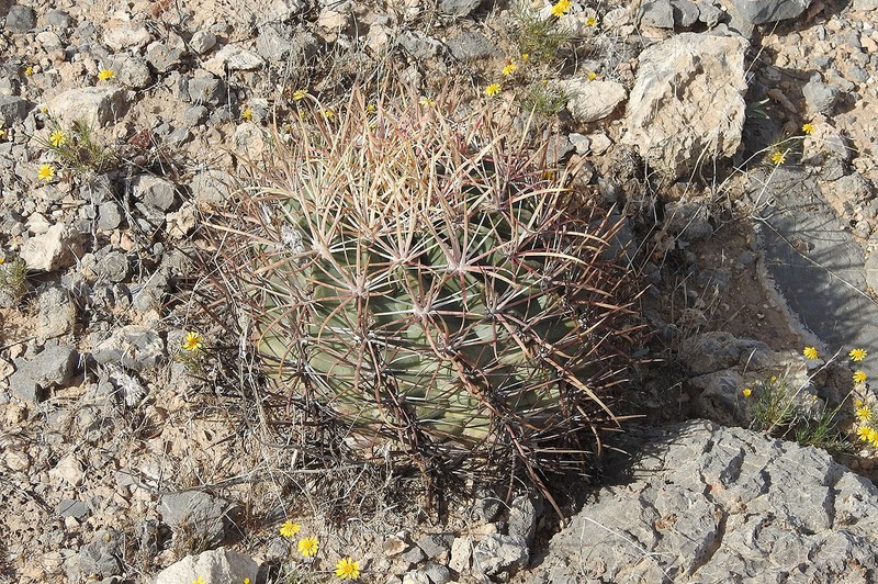 Homalocephala parryi photo 2