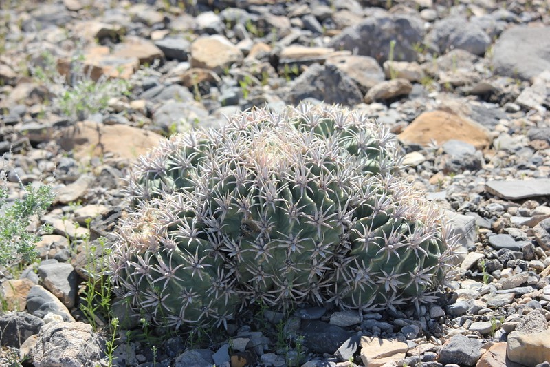 Cottontop Cactus