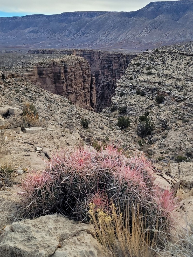 Cottontop Cactus photo 2